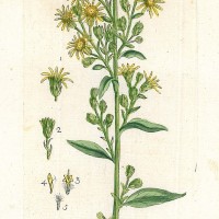 HEILPFLANZEN. - Gewöhnliche Goldrute. Bild 1