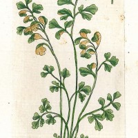 HEILPFLANZEN. - Mauerraute. Picture 1