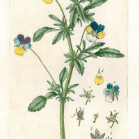 HEILPFLANZEN. - Wildes Stiefmütterchen. Bild 1