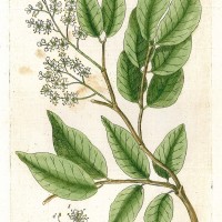 HEILPFLANZEN. - Copaifera. Bild 1