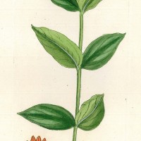 HEILPFLANZEN. - Mariländische Spiegelie. Bild 1