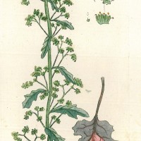 HEILPFLANZEN. - Klebriger Drüsengänsefuß. Bild 1