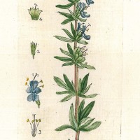 HEILPFLANZEN. - Ysop. Picture 1