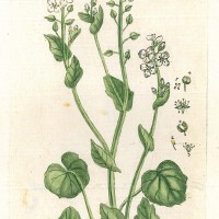 HEILPFLANZEN. - Echtes Löffelkraut. Bild 1