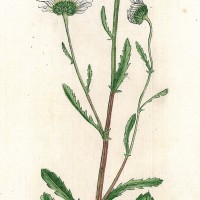 HEILPFLANZEN. - Magerwiesen-Margerite. Bild 1