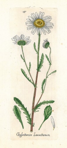 Picture 1