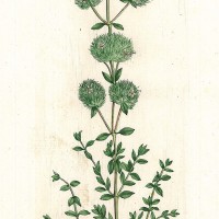 HEILPFLANZEN. - Thymus mastichina. Bild 1