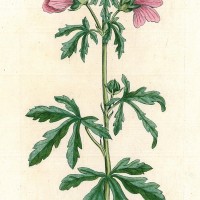 HEILPFLANZEN. - Rosen-Malve. Bild 1