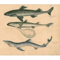 Picture 1