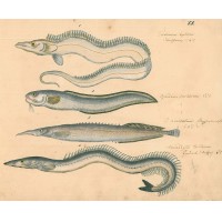 FISCHE. - Schlangenfische. Bild 1