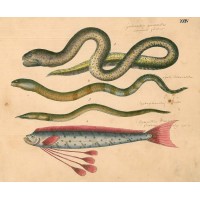 FISCHE. - Halskiemen. Picture 1