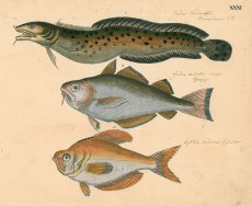 Picture 1