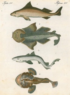 Picture 1