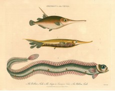 Picture 1