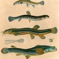 FISCHE. - Steinbeißer. Bild 1