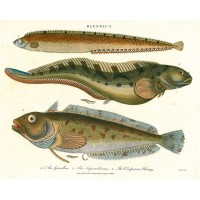 FISCHE. - Schleimfische. Bild 1