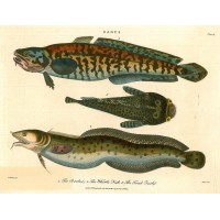 FISCHE. - Dorsche. Picture 1