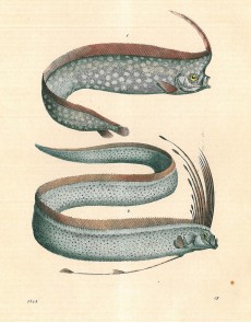 Picture 1