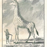 GIRAFFE. Picture 1