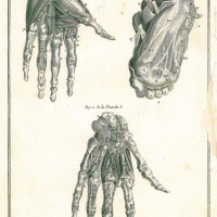 MEDIZIN. - Anatomie. - Hände. Bild 1