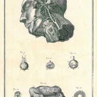 MEDIZIN. - Anatomie. Bild 1