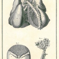 MEDIZIN. - Anatomie. - Rumpf. Picture 1