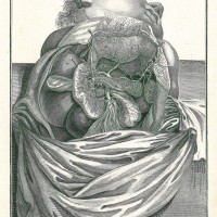 MEDIZIN. - Anatomie. - Bauchraum. Bild 1