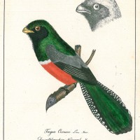 VÖGEL. - Nagevogel. Bild 1