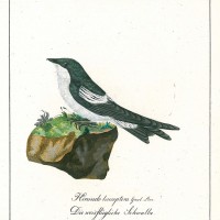VÖGEL. - Schwalbe. Bild 1