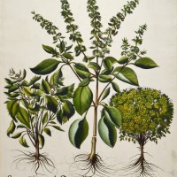 HORTUS EYSTETTENSIS. Picture 1