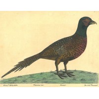 Picture 1