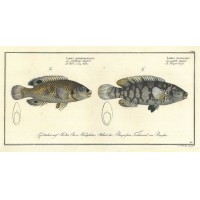FISCHE. Bild 1
