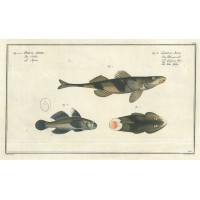 FISCHE. Picture 1