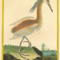 VÖGEL. - Reiher. Bild 1