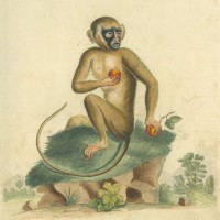AFFE. - Grüner Affe. Bild 1