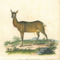 HIRSCH. Picture 1