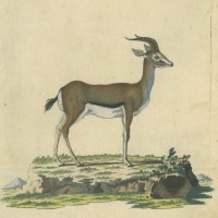 ANTILOPE. Bild 1