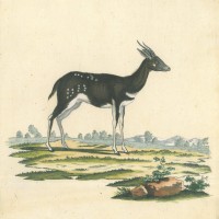 ANTILOPE. Picture 1