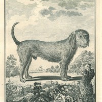 HUNDE. - Jagdhund. Bild 1