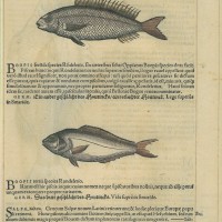 FISCHE. - Stockfisch. Bild 1