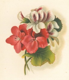 Picture 1