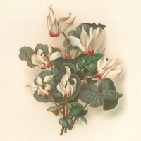 Picture 1