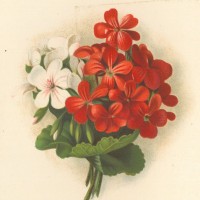 Picture 1