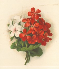 Picture 1