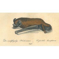 FLEDERMAUS. Bild 1