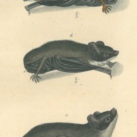 FLEDERMAUS. Picture 1