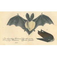 FLEDERMAUS. Picture 1