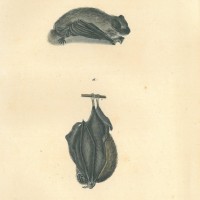 FLEDERMAUS. Bild 1