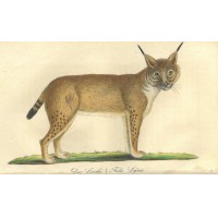 LUCHS. Bild 1