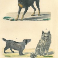 HUNDE. Picture 1